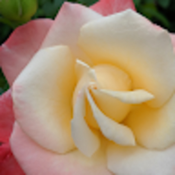 Meet your Posher, Feena - Picture 1 of 1